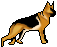 German Shepard