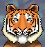 Bengal Tiger