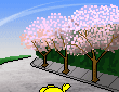Japanese Cherry Blossoms