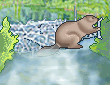 Beaver